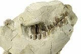 Fossil Oreodont (Leptauchenia) Partial Skull - South Dakota #269894-3